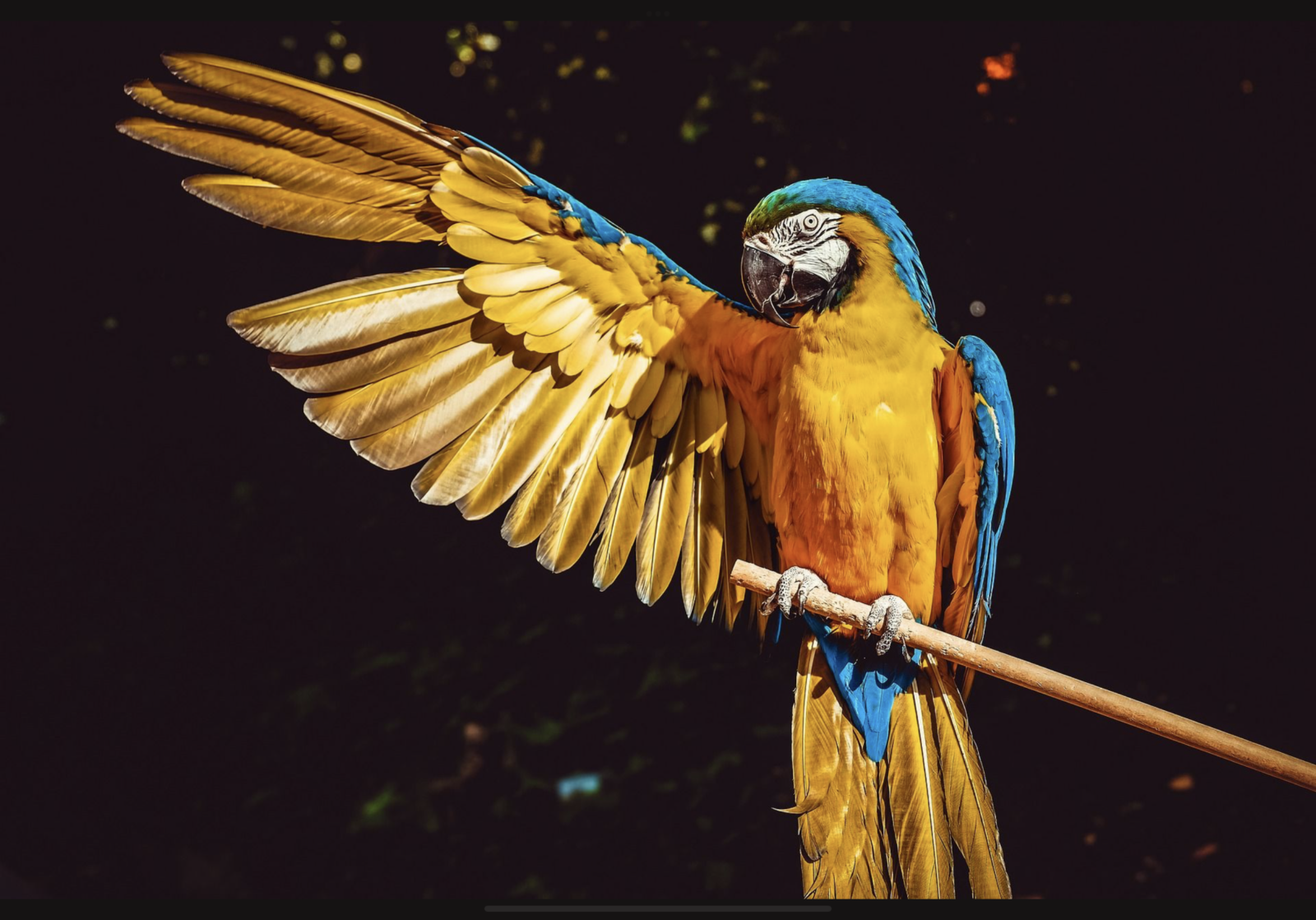 parrot perched raising wings