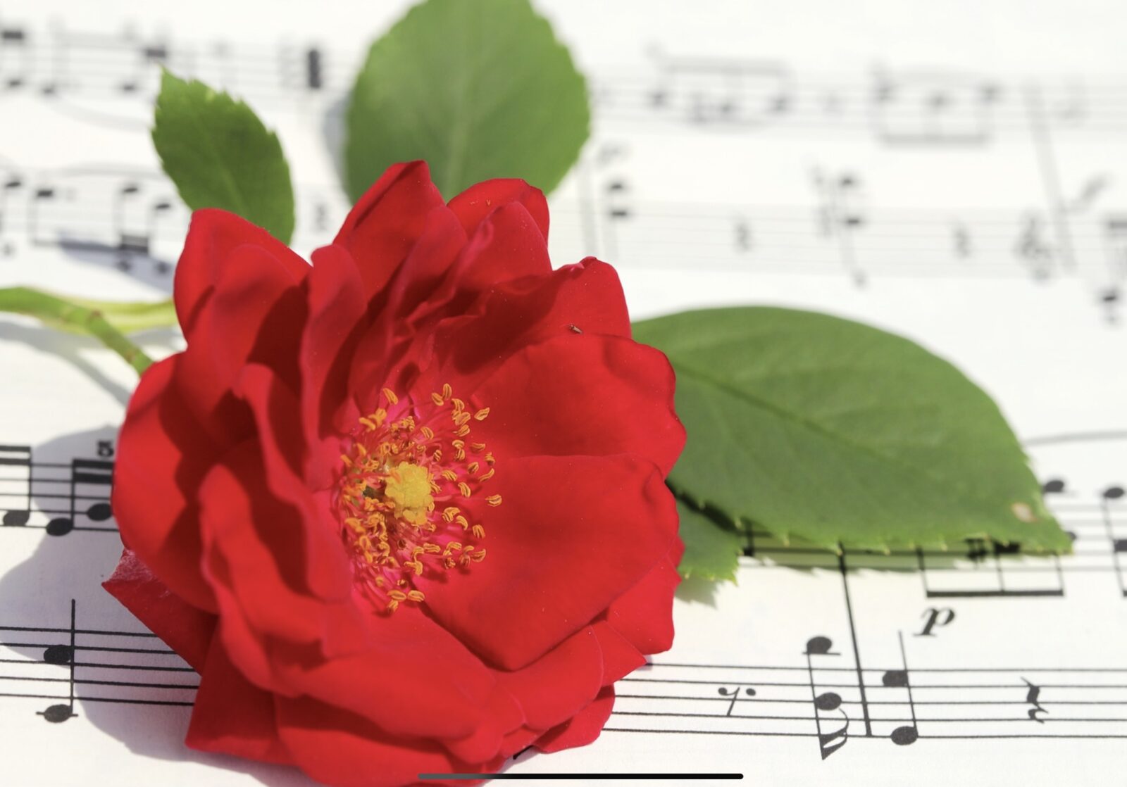 Rose on sheet of music