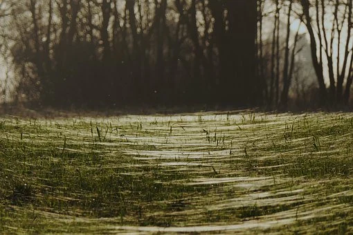 Spider-webs in grass