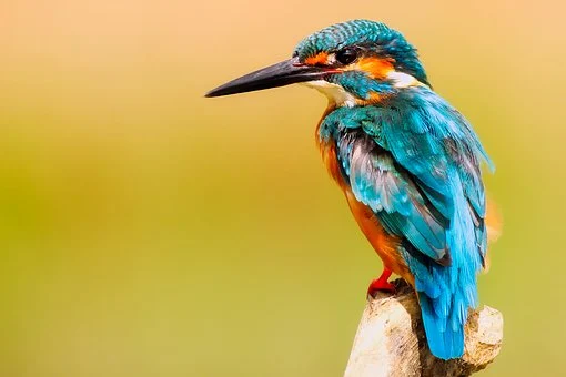Kingfisher bird sitting on branch