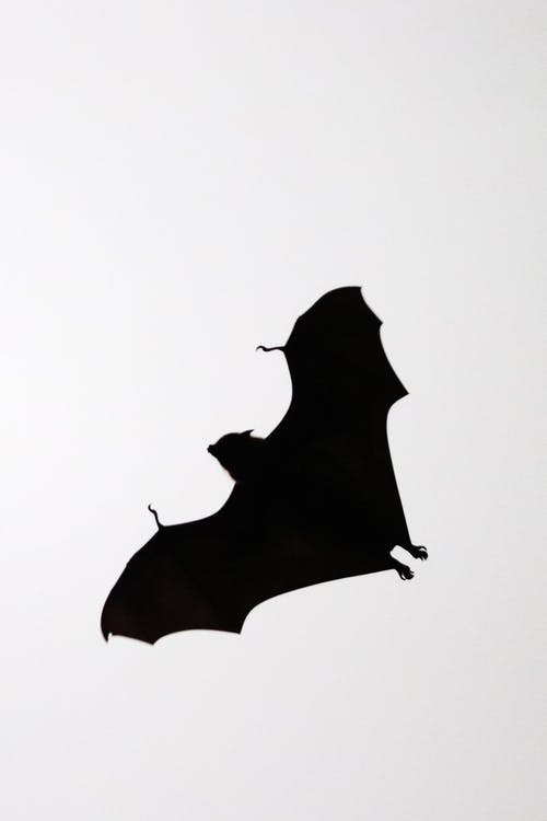 Silhouette of bat