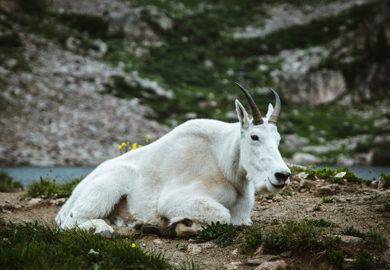 Mountain goat laying down on mountain side