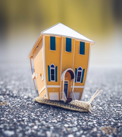 toy house on snail